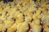 Brojleří kuřata ROSS na výkrm
