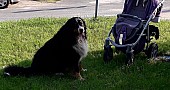 Bernský salašnický pes ke krytí, 4 roky