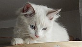 Krásná modrooká ragdollí kočička Glooria Camael
