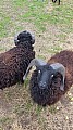 Quesantské ovečky