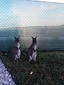Mlade klokana-samecek- nenarocny na chov