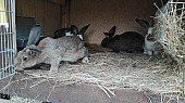 Domácí králici