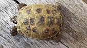 Želva stepní samice stáří 5,5 roku