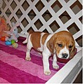Přátelská štěňátka beagle