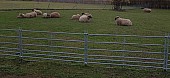 Prodám stádo oveček