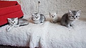 Britská stříbřitá koťátka bez PP