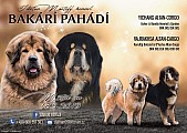 Štěňátka tibetské dogy s PP
