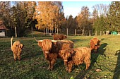 Highland cattle-skotský náhorní skot
