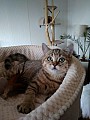 Britská whiskas koťátka s PP-odber možný