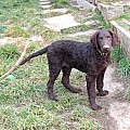 Curly coated retriever s PP