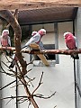 Kakadu růžový letošní 3,0