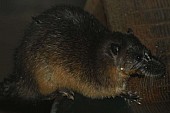Myš bobří (Hydromys chrysogaster)