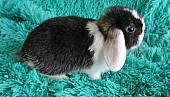 zakrslý králíček-Minilop beránek
