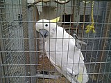 Kakadu žlutočečelatý eleonora