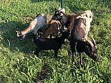 Prodám zakrslé holandské kozy