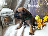 Boerboel Kennel Devil's Heart štěnátka s PP FCI