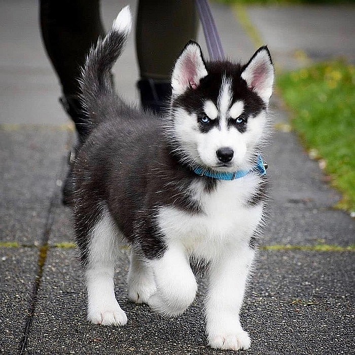 Sibirsky Husky 6 Stenatek S Pp Cela Cr Prodam Chovzvirat Cz