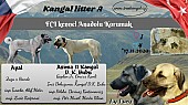 KANGAL - Kangalský pastevecký pes štěňata s PP FCI