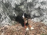 Hledáme ženicha - Bernský salašnický pes