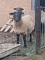 Prodám  berana a ovce  v  březí - ruším chov -krásná  zvířat