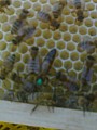 Prodám úly i s včelstvy