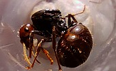 Messor barbarus - mravenec zrnojed (Španělsko)