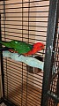 3-letý sameček papouška královského