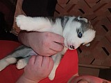 Sibiřský husky štěňata