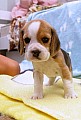 Bígl Beagle štěně