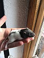 Mláďátka potkana