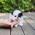Drahocenný Pomeranian štěňata