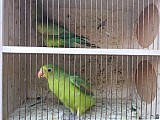 Papoušek červenokřídly