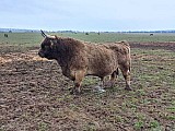 Prodám plemenného býka Highland Cattle vzác. zbarvení dun