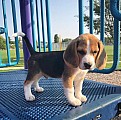 Roztomilá štenata beagle na prodej