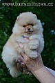 Pomeranian - štěně krémový pejsek s PP FCI