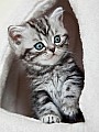 Prodám britská whiskas koťátka