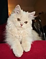 Krémová dlouhosrstá britská koťata s PP