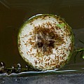 Mexický blešivec - Hyallela Azteca (gammarus)