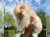 Pomeranian (trpasličí špic) štěňata