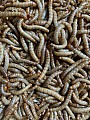 Krmný hmyz Potemník moučný - Tenebrio molitor