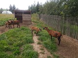 Prodám beránka ovce kamerunské (3 měsíce)
