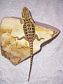 Agama vousata