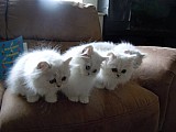 persian-koťata