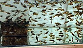 Akvarijní rybičky - platy, endlerky, neonky, dánia, parmičky
