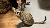 Savannah koťátka