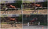 Welsh pony valach 5 let, KVH 130