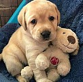 Sladká štěňata Labradora