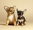 Dvě štěňata Chihuahua Pro Re-homing
