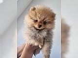 Štěňata malých špiců~Pomeranian