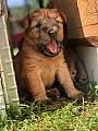 Pšeničný teriér - Irish Soft Coated Wheaten Terrier